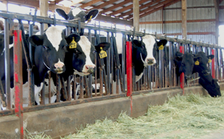 cow housing cow housing